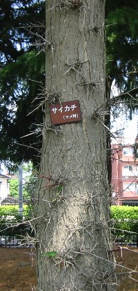 e0122199_1553405.jpg