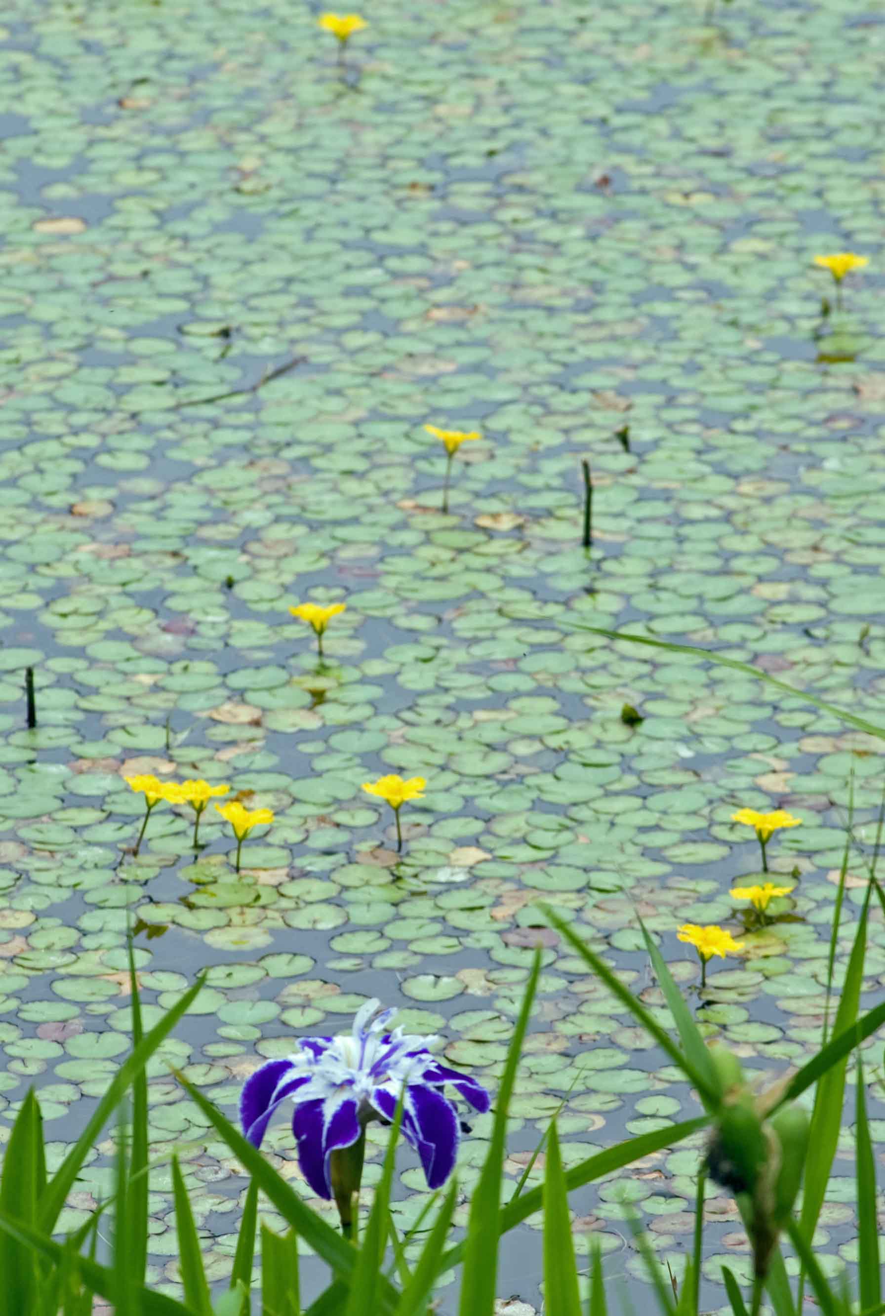 紫陽花巡礼続きです。_a0104501_22581685.jpg