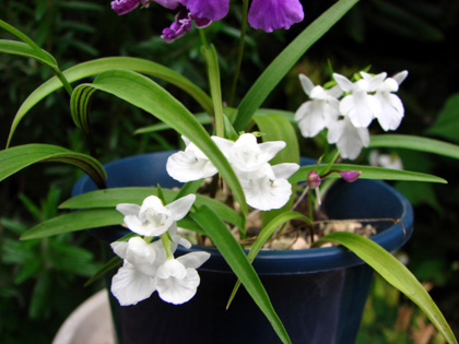 今年もけなげに・・・Ponerorchis (Pnr.) graminifolia _d0007501_207497.jpg