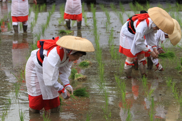 住吉大社　お田植え　～2_c0077605_10231410.jpg