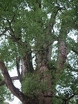 大宰府へ_b0078006_1003656.jpg