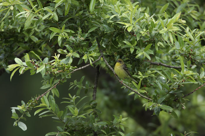 野鳥撮影_d0053309_123756.jpg