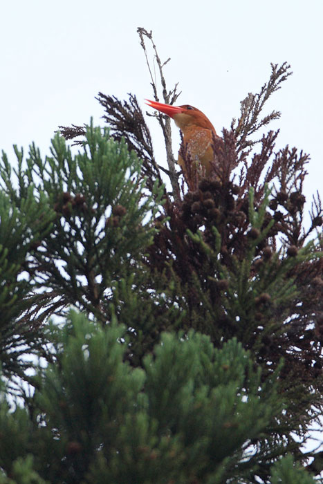 野鳥撮影_d0053309_1292869.jpg