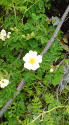 b0087914_97223.jpg