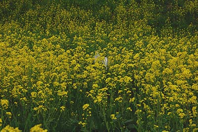 菜花の草原　１_a0094015_162167.jpg