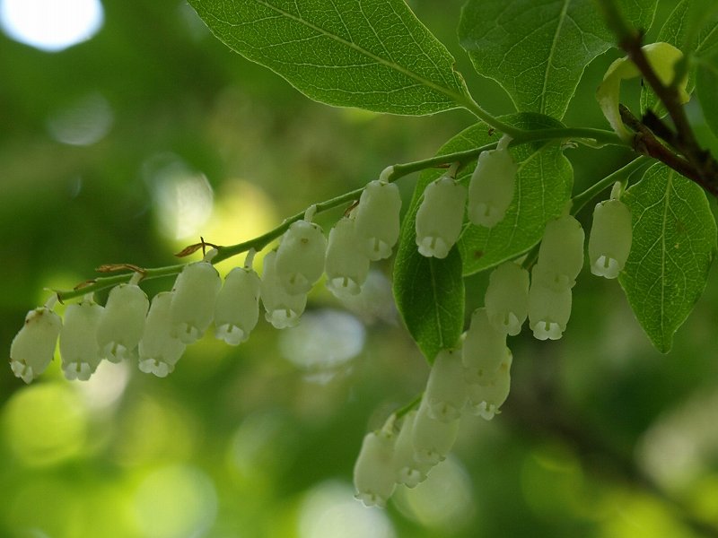 葉痕　その後　ネジキの花です。_d0103715_23531659.jpg