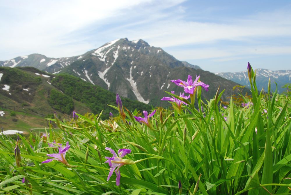 ヒメシャガと谷川岳_a0031821_9112317.jpg