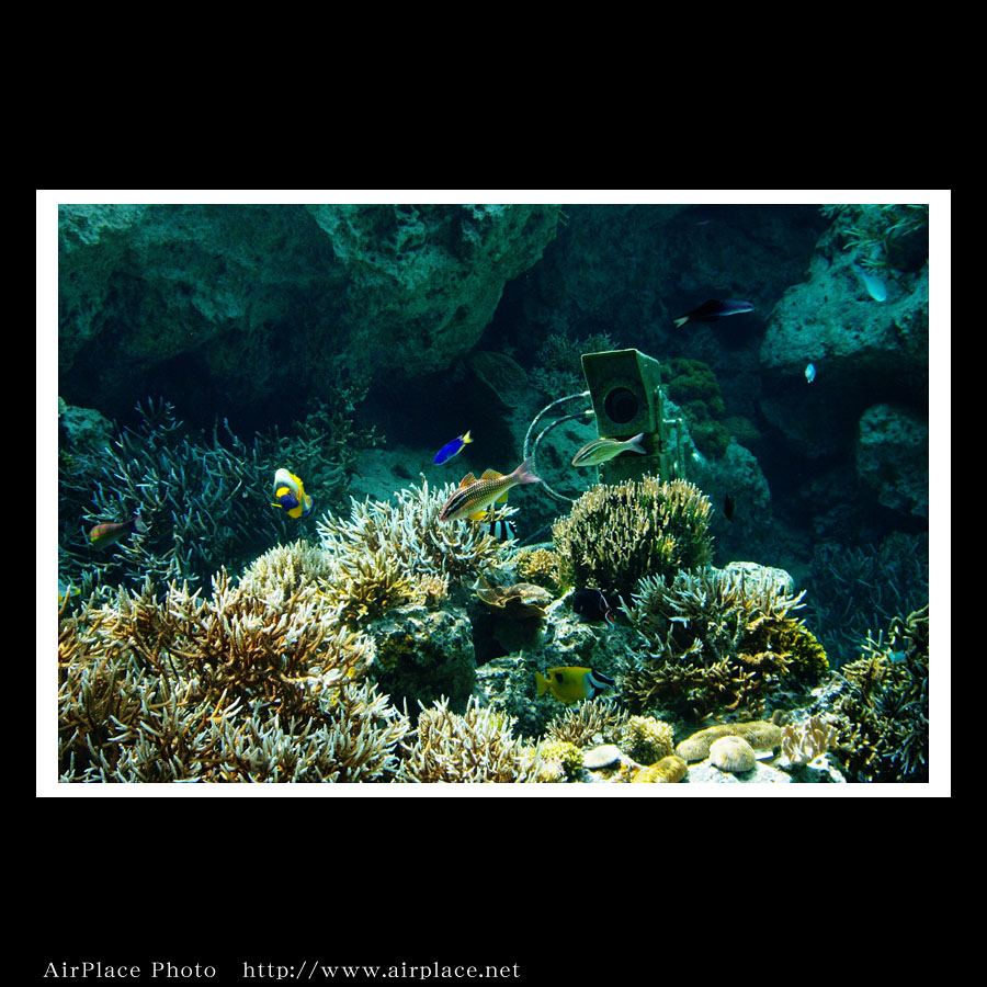 美ら海水族館１「サンゴの海と熱帯魚の海」_f0086721_2383837.jpg