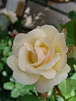 f0170524_16461086.jpg