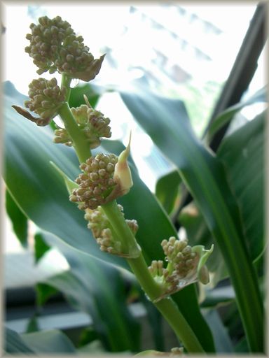 幸福の木 花の蕾 三千綱ブログ 幸福の木 花の蕾 三千綱ブログ