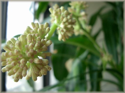 幸福の木 花の蕾 三千綱ブログ 幸福の木 花の蕾 三千綱ブログ