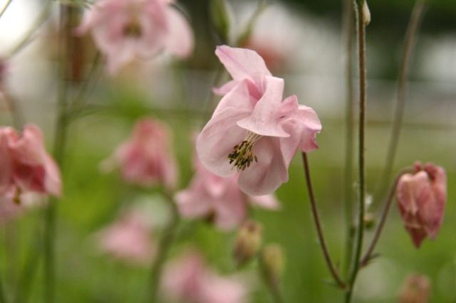 プロムナードの花たち_b0093135_20305888.jpg