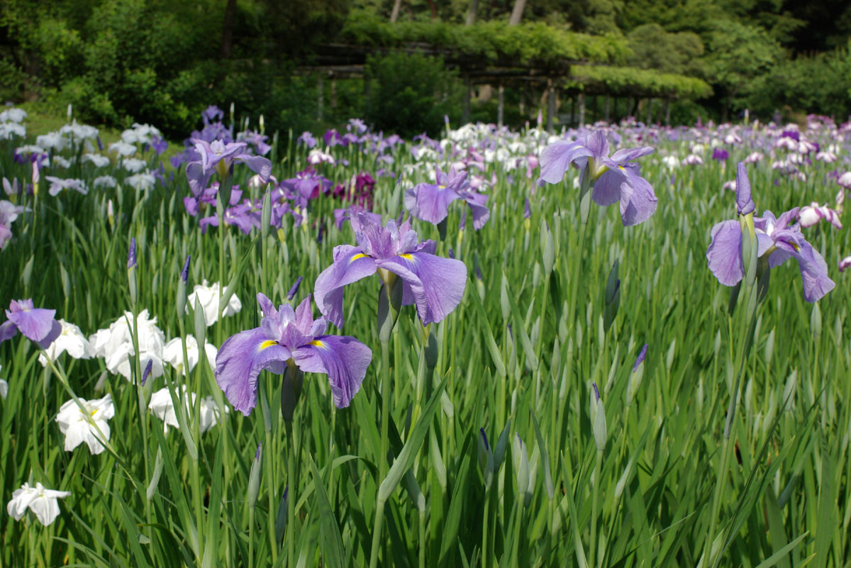 小石川後楽園の菖蒲_e0083036_1353377.jpg