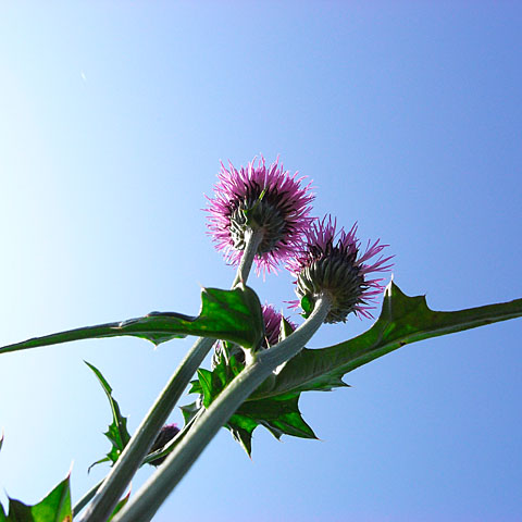 c0067040_2363617.jpg