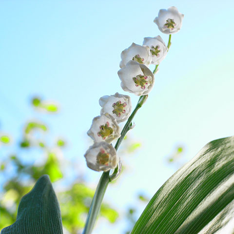 GX100散歩　5月総集編_c0067040_2384175.jpg