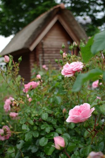 薔薇の花咲くお庭にて_a0031741_146620.jpg