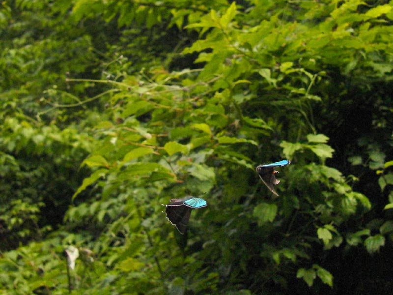 c0045352_17151413.jpg