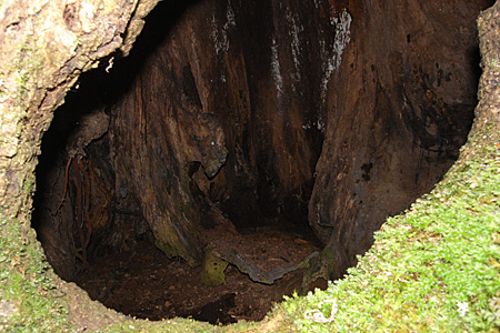焼き討ちに遭ったツキノワグマの冬眠穴 芦生原生林の博物誌