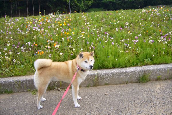 6月17日(火)トルコ旅行②続編・・・トロイ~ベルガマ~イズミール_f0060461_20455922.jpg
