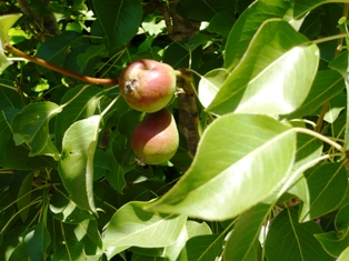 c0123668_15221464.jpg