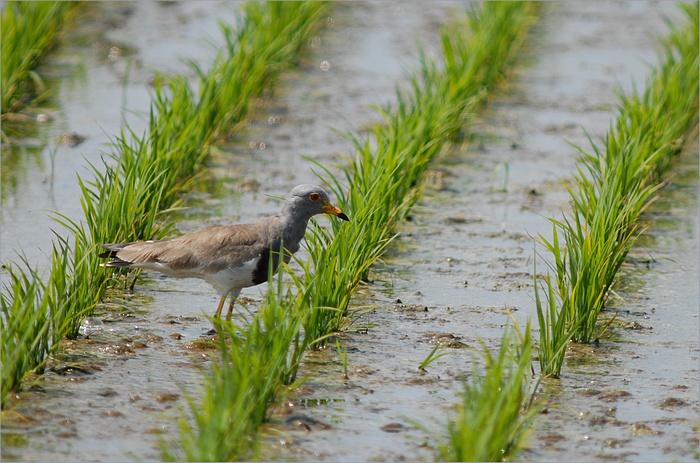 田圃の鳥_f0088971_18552970.jpg