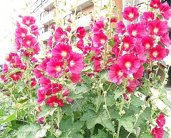 夏の日の立葵 色水ごっこの思い出です ままあつこのほっとリビング 夏の日の立葵 色水ごっこの思い出です ままあつこのほっとリビング