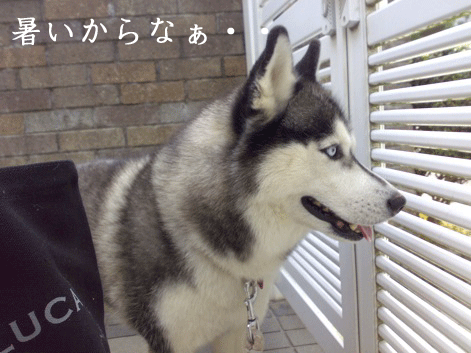 d0087675_23521982.gif