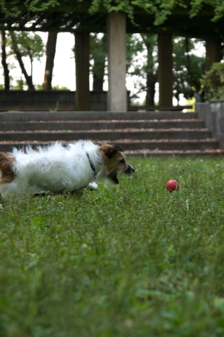 初めての公園♪_c0117383_212553.jpg