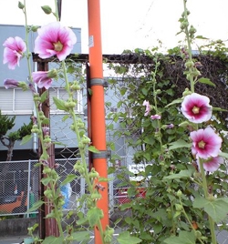 葵の花が咲く季節です おりおりの通りみち
