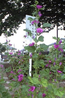 葵の花が咲く季節です おりおりの通りみち