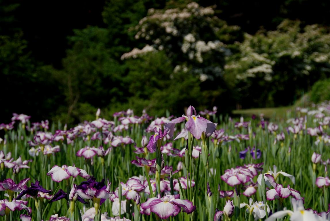 両神の花菖蒲園_e0124594_19432687.jpg