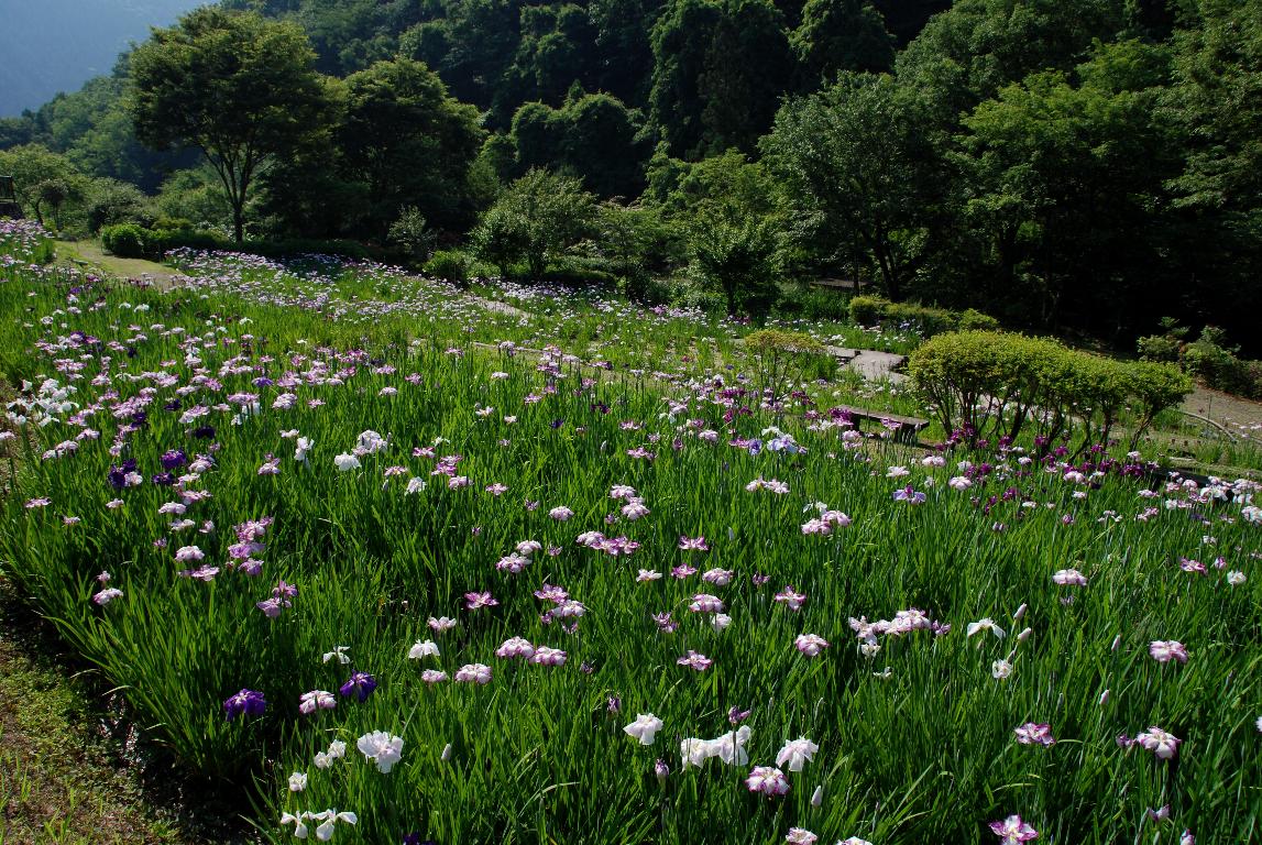 両神の花菖蒲園_e0124594_19433652.jpg