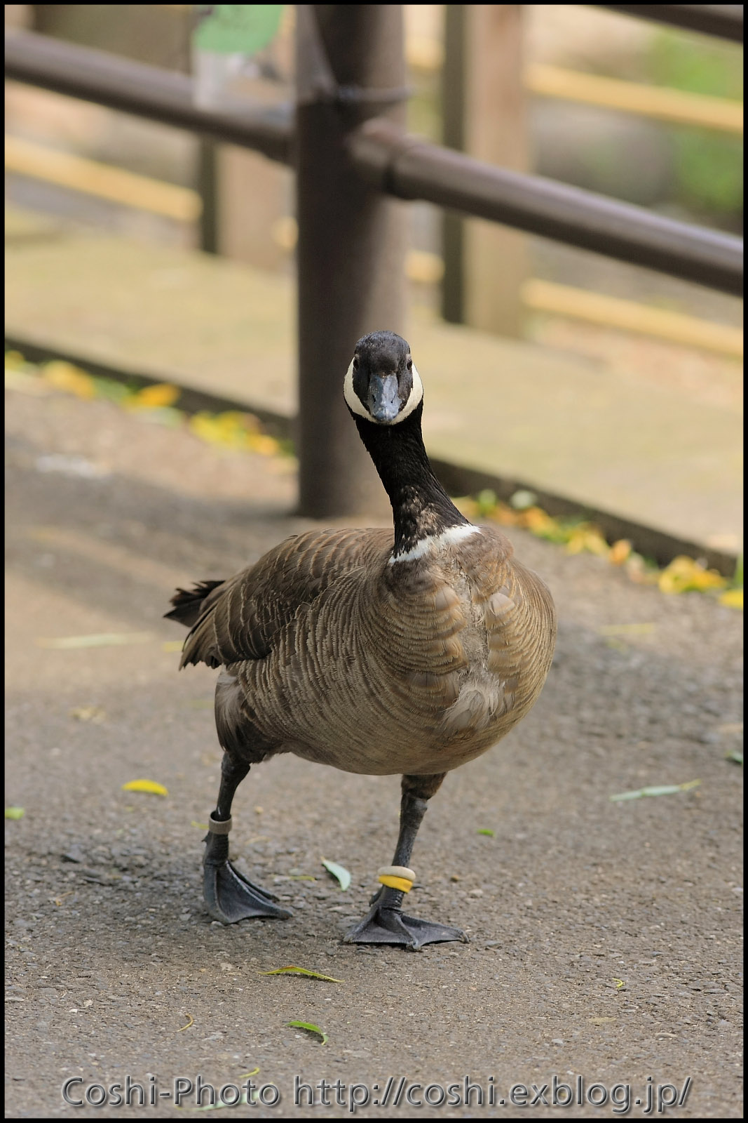 上野動物園でいっぱい撮りました・その3（猿山）_a0110096_11161581.jpg