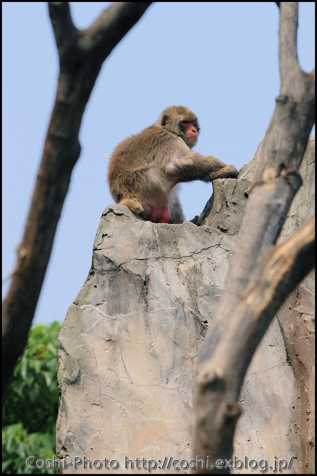 上野動物園でいっぱい撮りました・その3（猿山）_a0110096_11183488.jpg