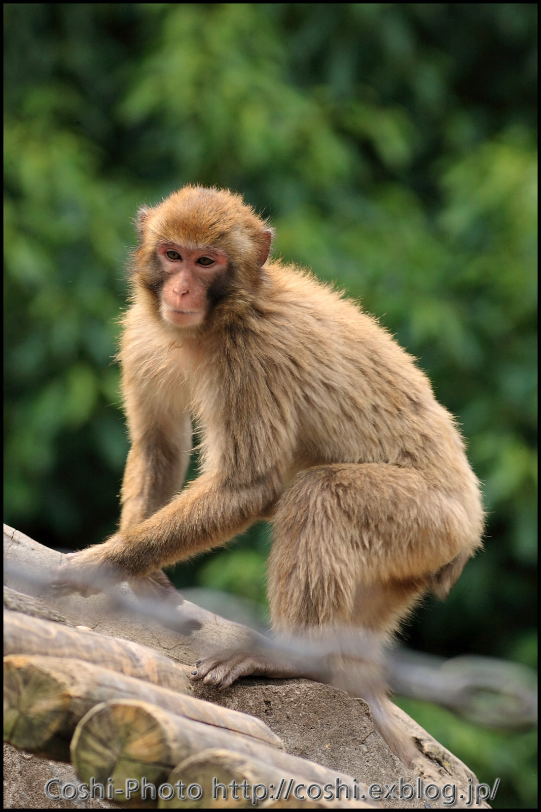 上野動物園でいっぱい撮りました・その3（猿山）_a0110096_11203384.jpg