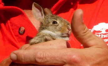 野うさぎ その後 Crabapple 野うさぎ その後 Crabapple