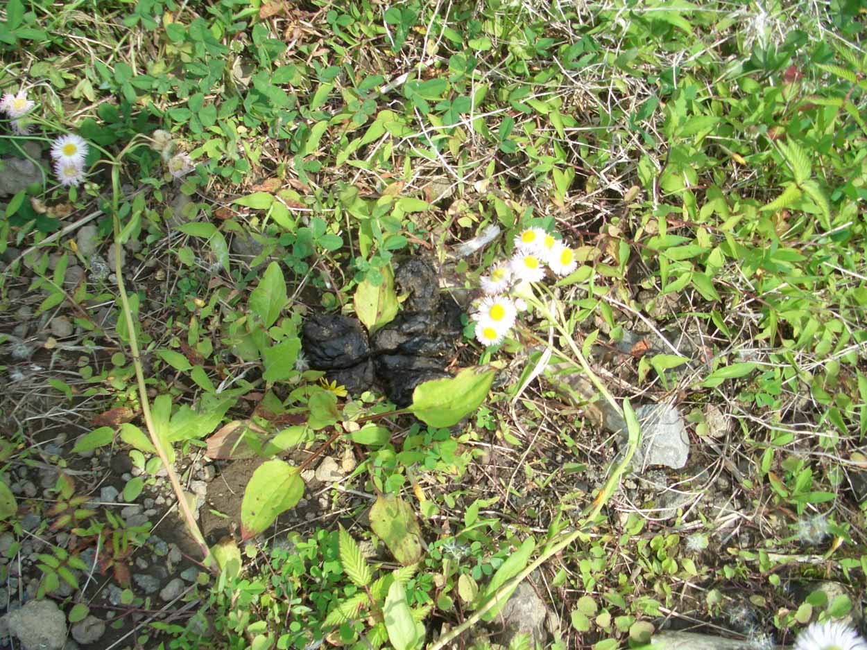 富士山麓は、さわやかな風が吹いています!_f0141310_2205693.jpg