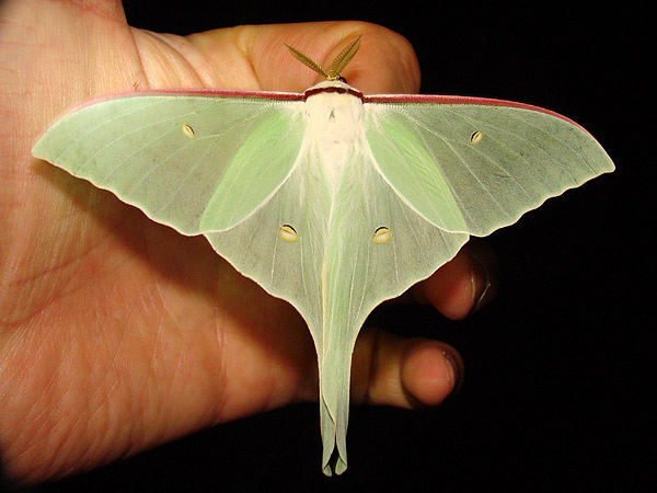 オナガミズアオ オオミズアオ 一寸の虫にも五分の魂