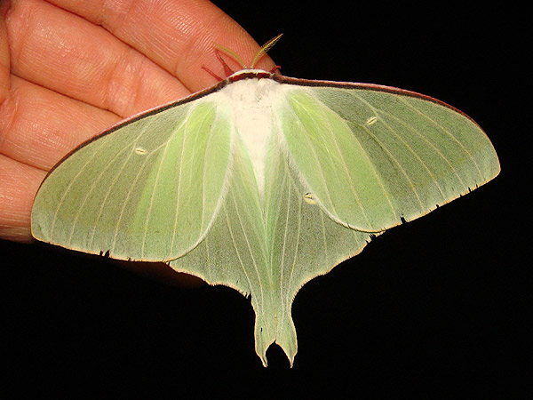 オナガミズアオ オオミズアオ 一寸の虫にも五分の魂