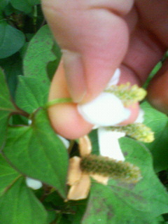 どくだみの花 の効果もすごい お米屋さんの若奥さん日記 どくだみの花 の効果もすごい お米屋さんの若奥さん日記
