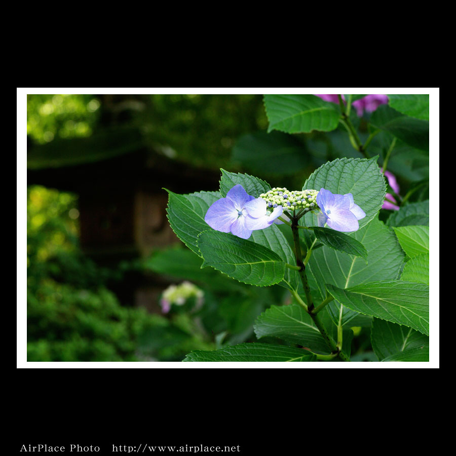 北鎌倉あじさい紀行「浄智寺～明月院」其の一_f0086721_2294986.jpg