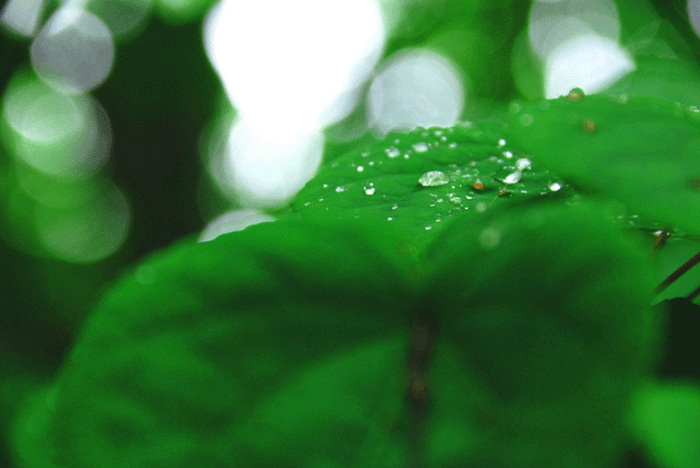 d0019422_83549100.gif