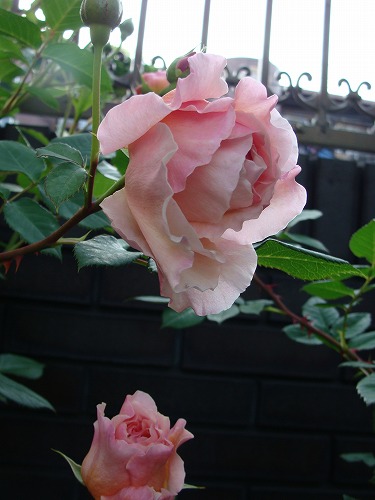 f0170524_11203397.jpg