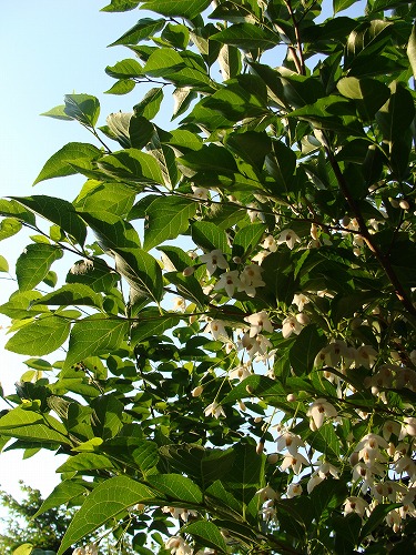 f0170524_11224159.jpg