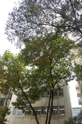 c0111535_22424696.jpg