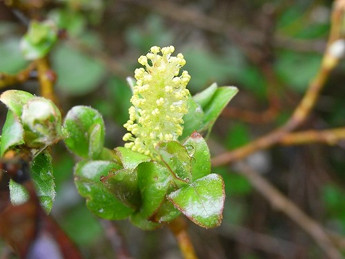 芝草平の花はこれから_f0003138_8362520.jpg