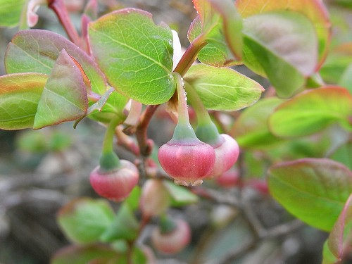 芝草平の花はこれから_f0003138_8375822.jpg