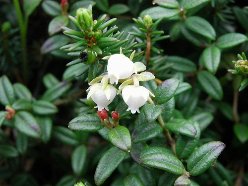 芝草平の花はこれから_f0003138_842349.jpg