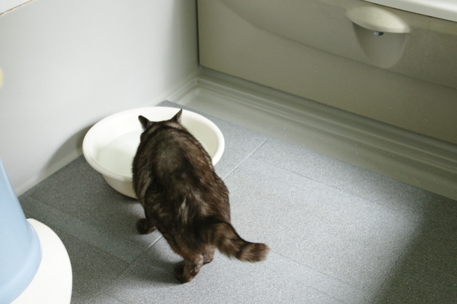 「猫はなぜ，大きな器で水を飲みたがるのか」仮説_b0060239_228125.jpg