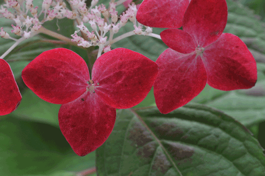 c0093046_6124371.gif